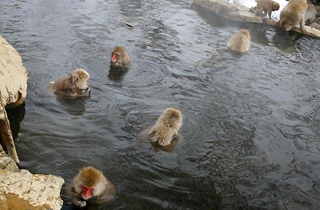 Japanese Snow Monkey (Macaca fuscata)