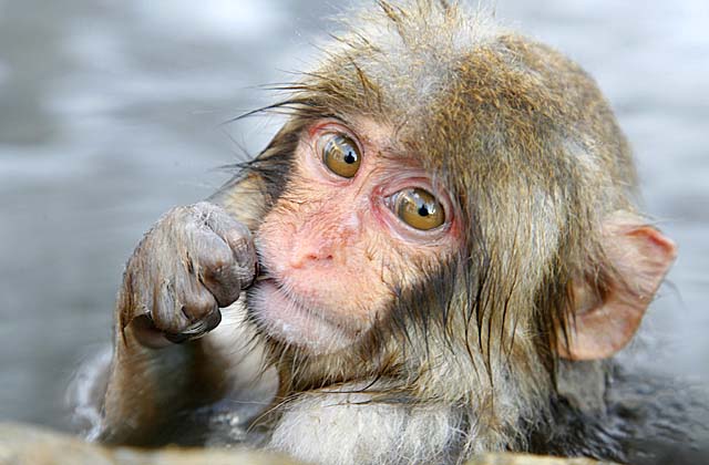Japanese Snow Monkey (Macaca fuscata)