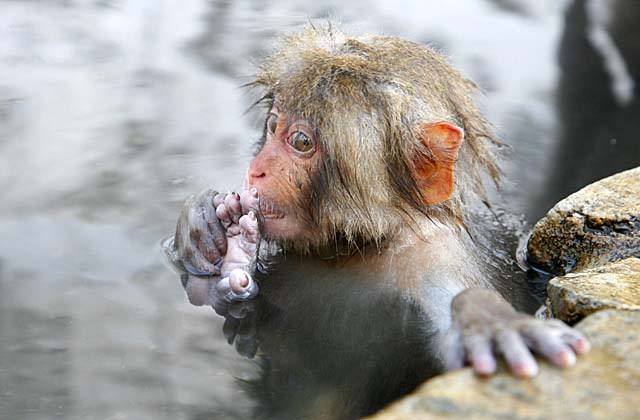 Japanese Snow Monkey (Macaca fuscata)