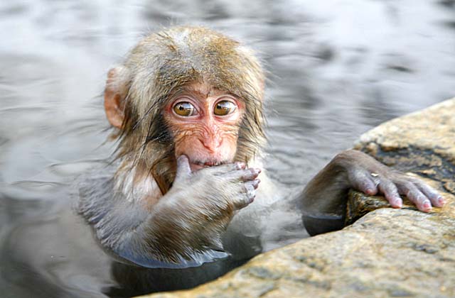 Japanese Snow Monkey (Macaca fuscata)