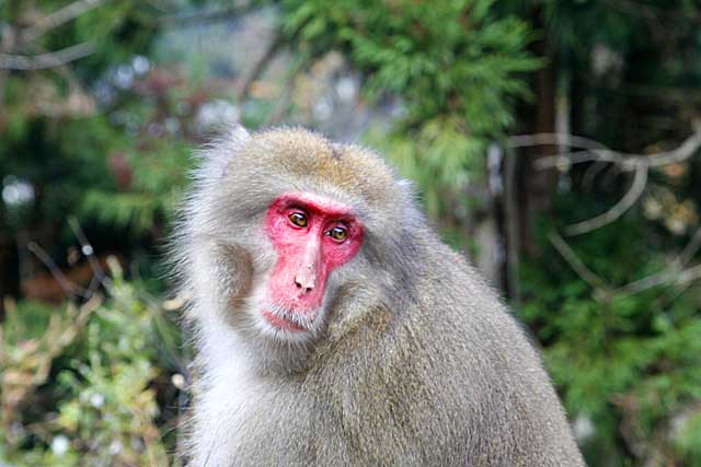 Japanese Snow Monkey (Macaca fuscata)
