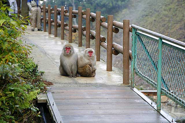 Japanese Snow Monkey (Macaca fuscata)