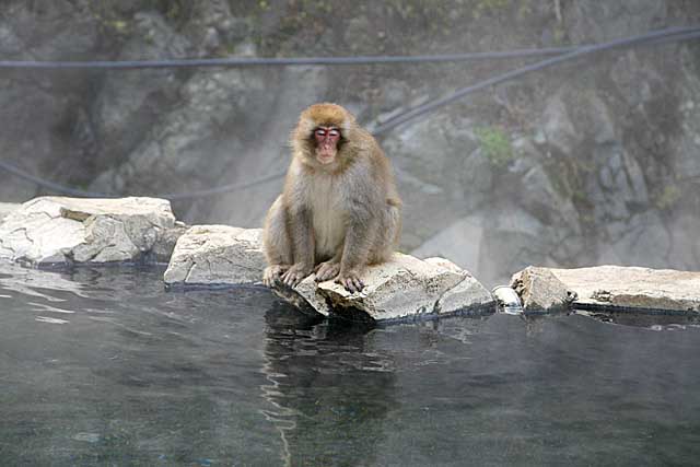 Japanese Snow Monkey (Macaca fuscata)