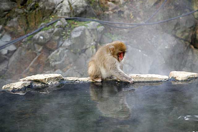 Japanese Snow Monkey (Macaca fuscata)