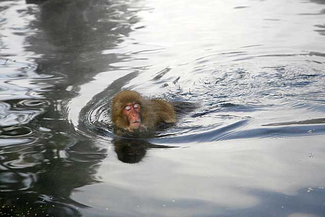 Japanese Snow Monkey (Macaca fuscata)