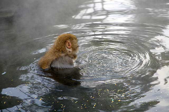 Japanese Snow Monkey (Macaca fuscata)