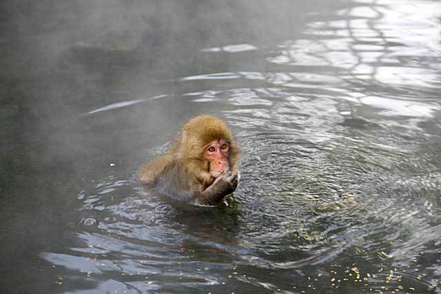 Japanese Snow Monkey (Macaca fuscata)
