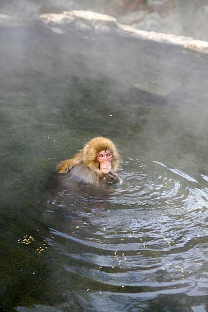 Japanese Snow Monkey (Macaca fuscata)