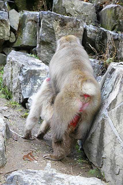 Japanese Snow Monkey (Macaca fuscata)