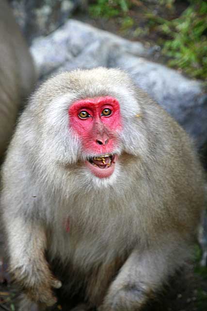 Japanese Snow Monkey (Macaca fuscata)