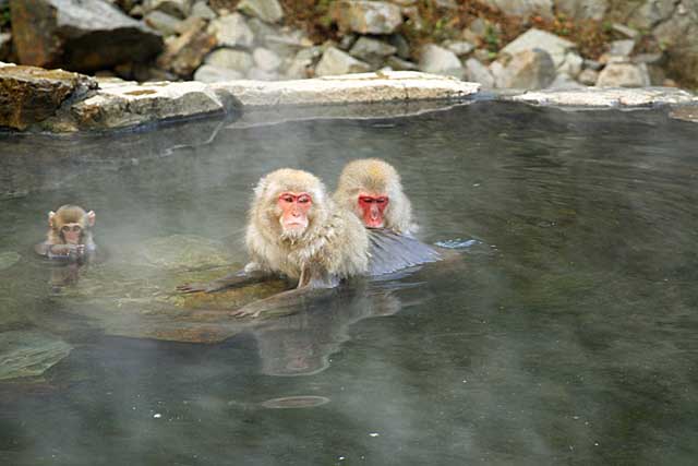 Japanese Snow Monkey (Macaca fuscata)