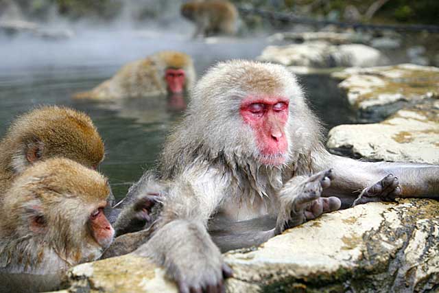 Japanese Snow Monkey (Macaca fuscata)