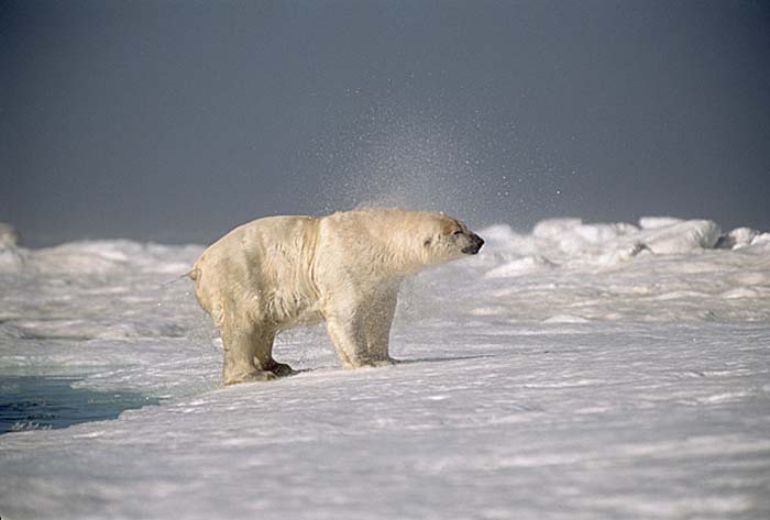 Polar Bear (Ursus maritimus)