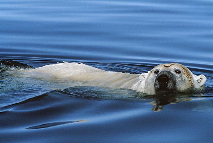Polar Bear (Ursus maritimus)