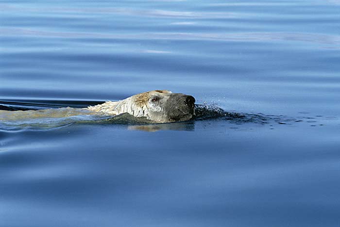 Polar Bear (Ursus maritimus)