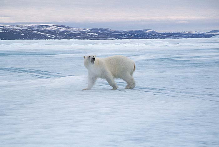 Polar Bear (Ursus maritimus)