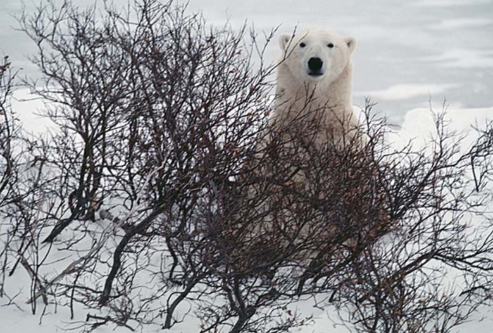 Polar Bear (Ursus maritimus)