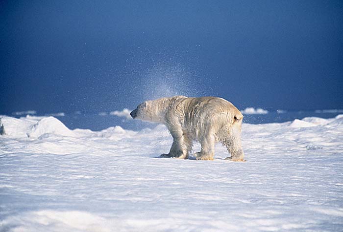 Polar Bear (Ursus maritimus)