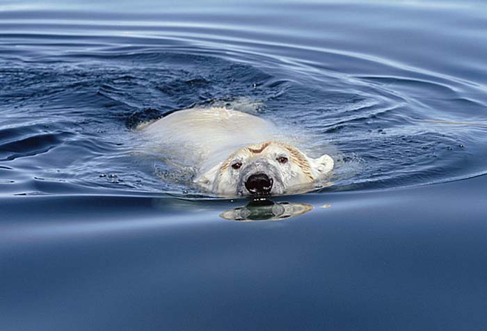 Polar Bear (Ursus maritimus)