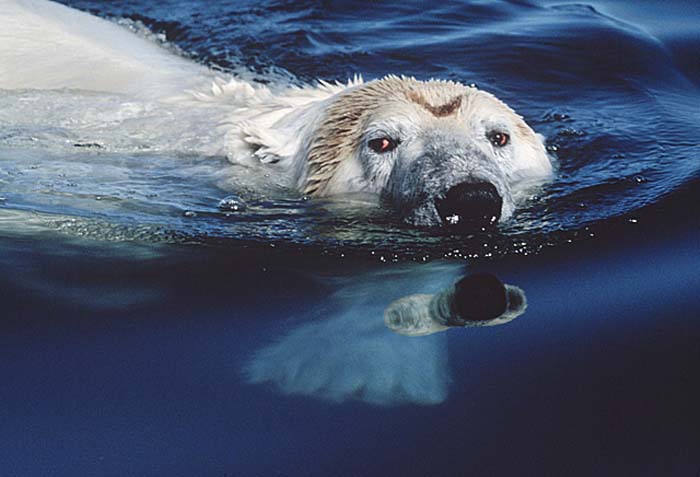Polar Bear (Ursus maritimus)