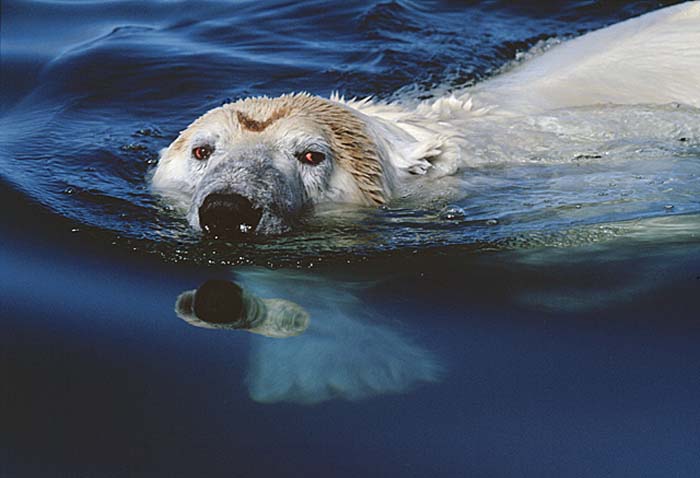Polar Bear (Ursus maritimus)