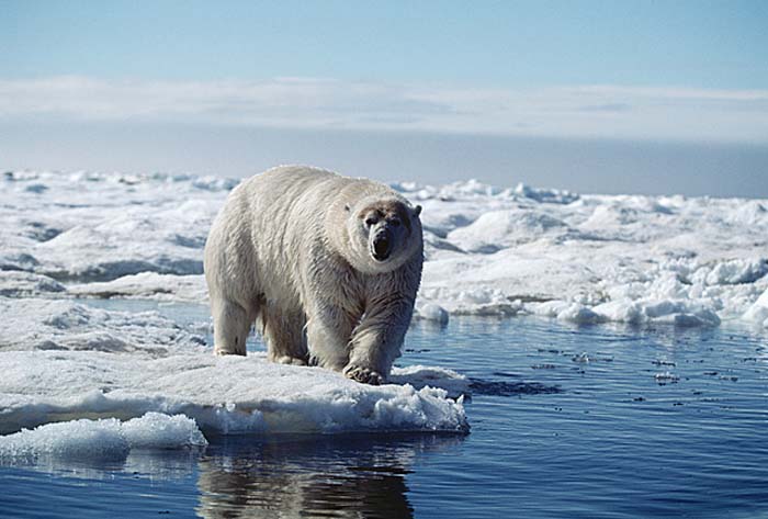 Polar Bear (Ursus maritimus)