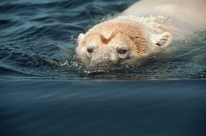 Polar Bear (Ursus maritimus)