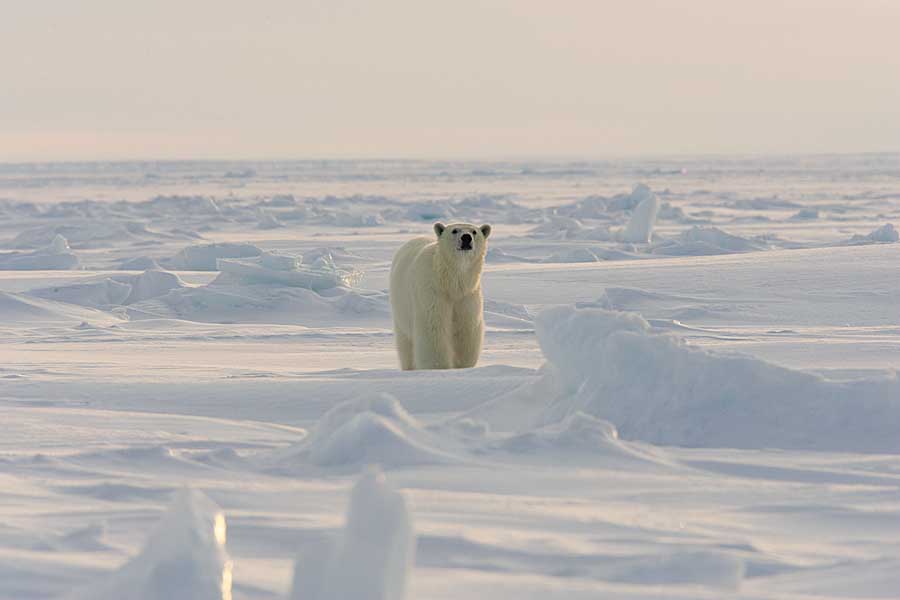 Polar Bear (Ursus maritimus)