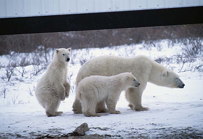 Polar Bear (Ursus maritimus)