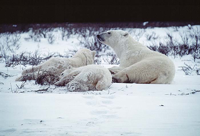 Polar Bear (Ursus maritimus)
