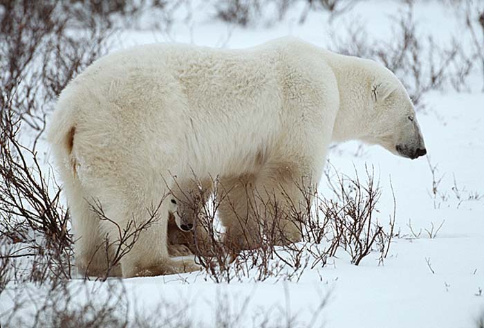 Polar Bear (Ursus maritimus)