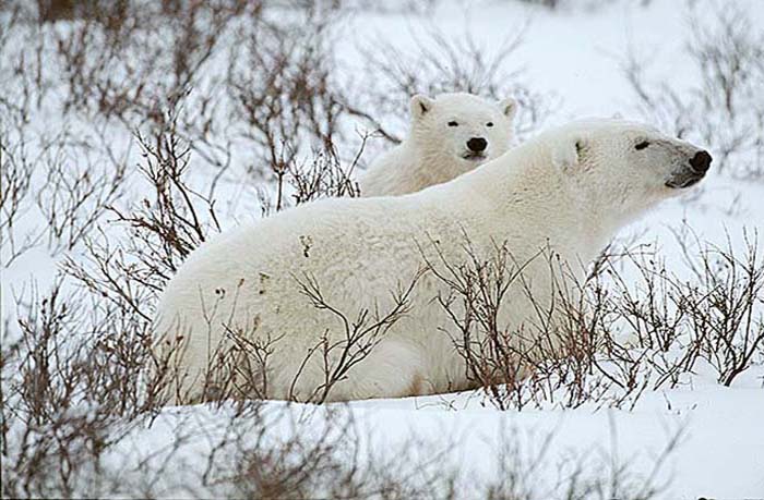 Polar Bear (Ursus maritimus)