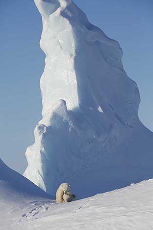 Polar Bear (Ursus maritimus)