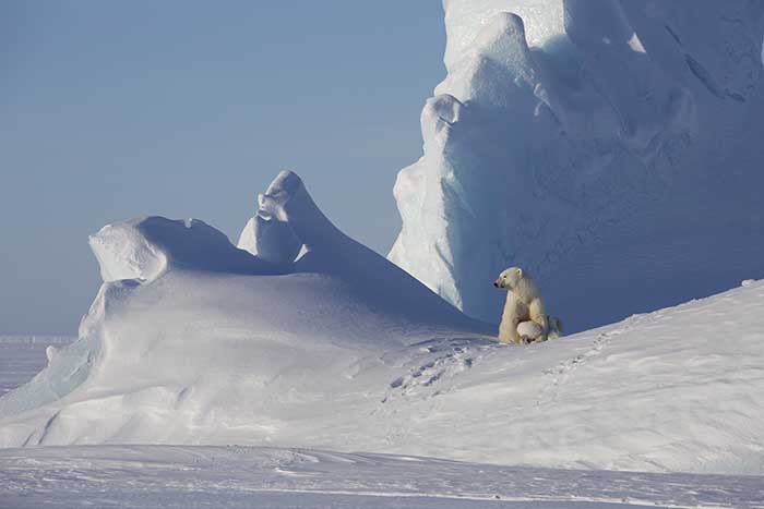 Polar Bear (Ursus maritimus)