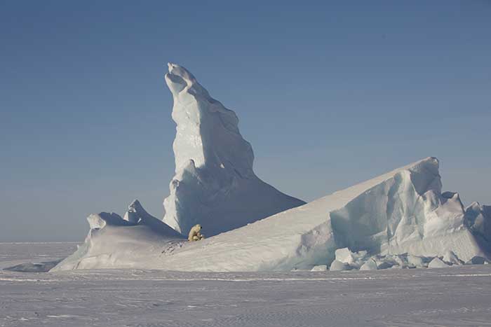 Polar Bear (Ursus maritimus)