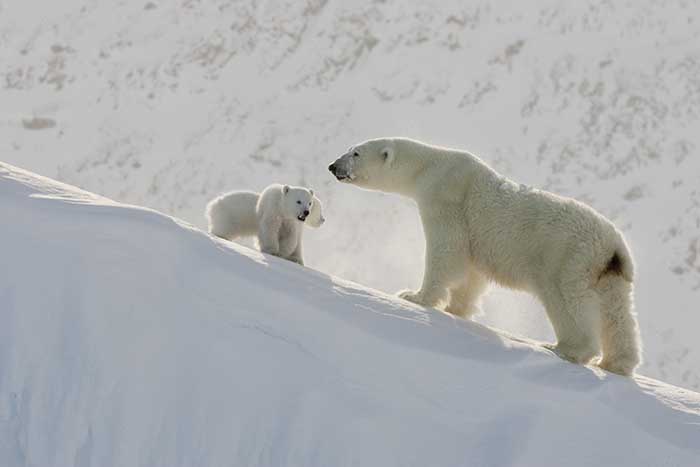 Polar Bear (Ursus maritimus)