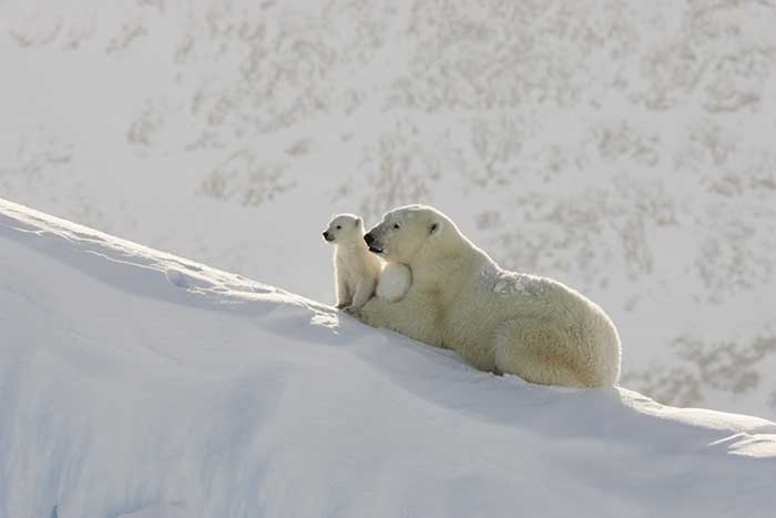 Polar Bear (Ursus maritimus)