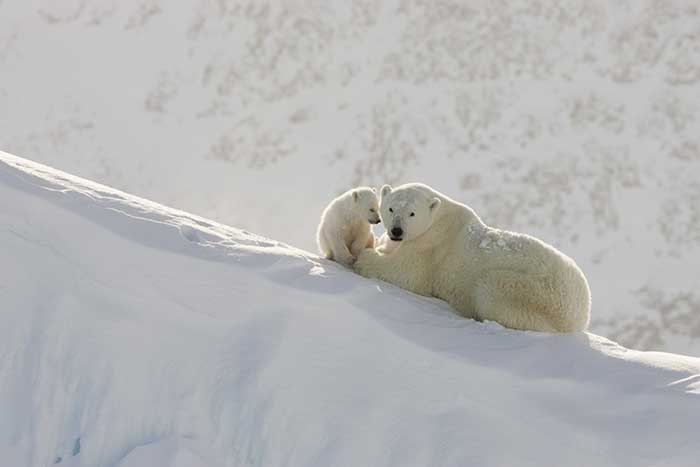 Polar Bear (Ursus maritimus)