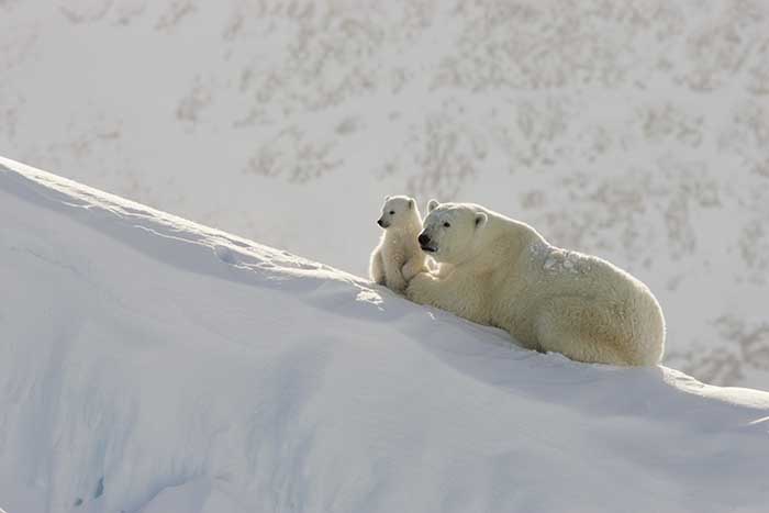 Polar Bear (Ursus maritimus)