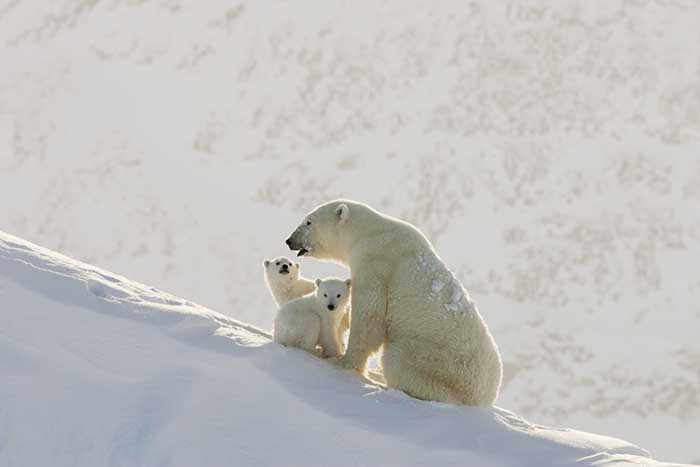 Polar Bear (Ursus maritimus)