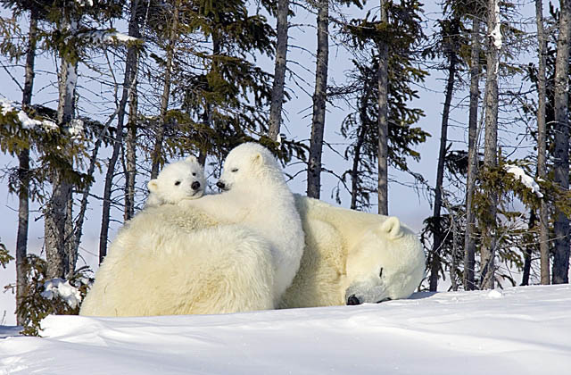 Polar Bear (Ursus maritimus)