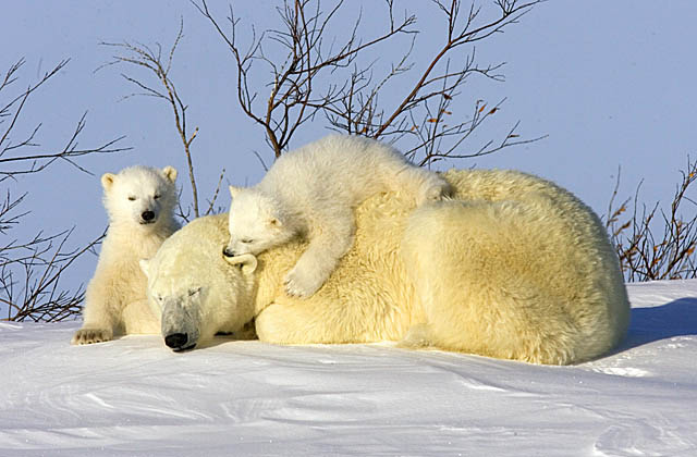 Polar Bear (Ursus maritimus)