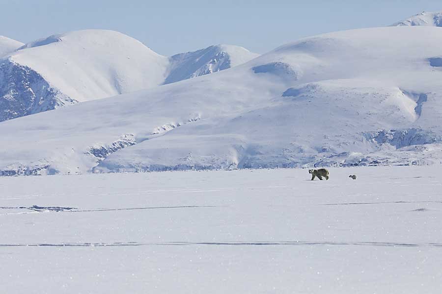 Polar Bear (Ursus maritimus)
