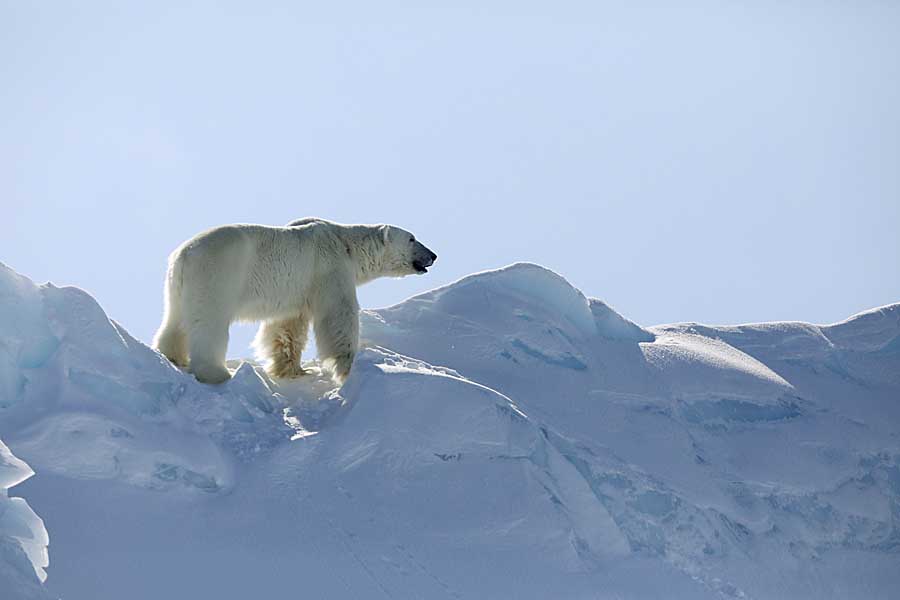 Polar Bear (Ursus maritimus)