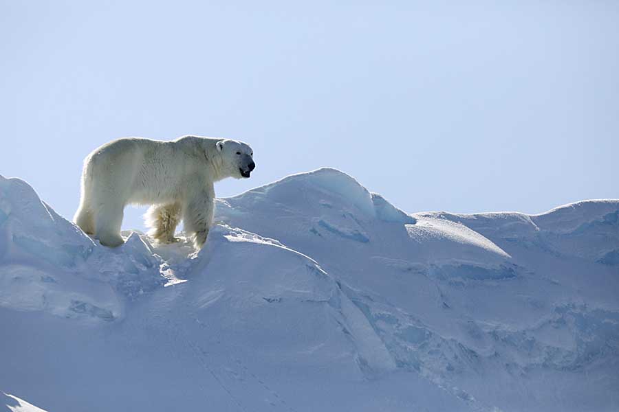 Polar Bear (Ursus maritimus)