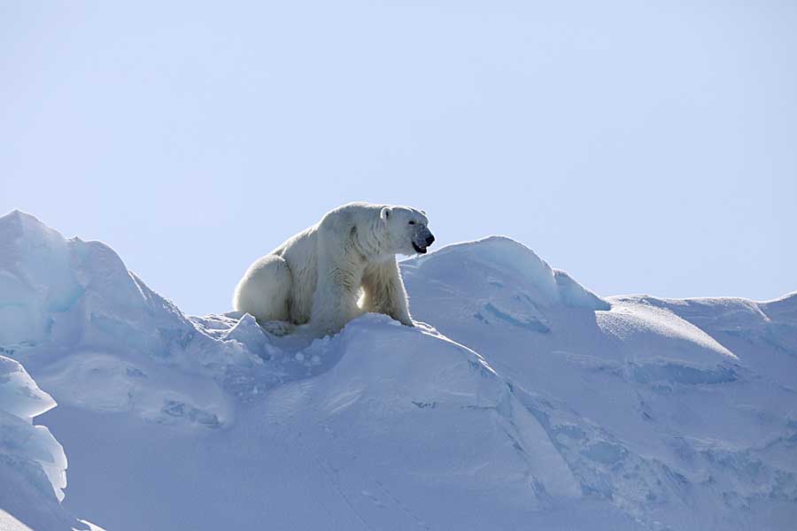 Polar Bear (Ursus maritimus)
