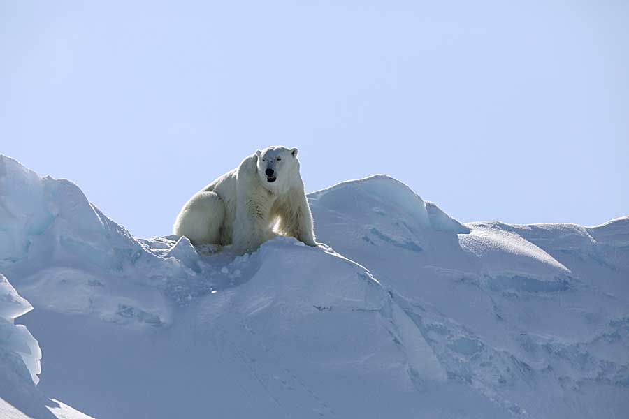 Polar Bear (Ursus maritimus)
