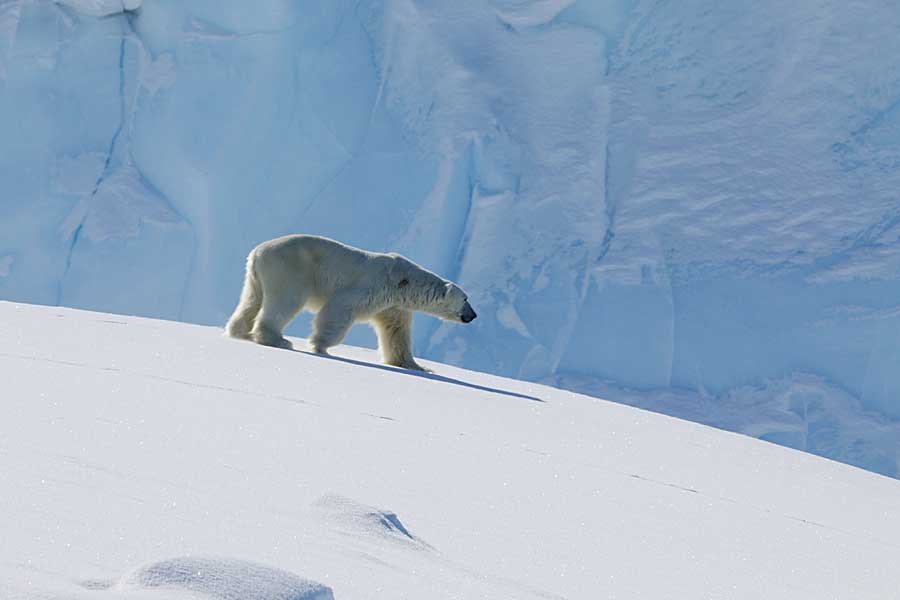 Polar Bear (Ursus maritimus)