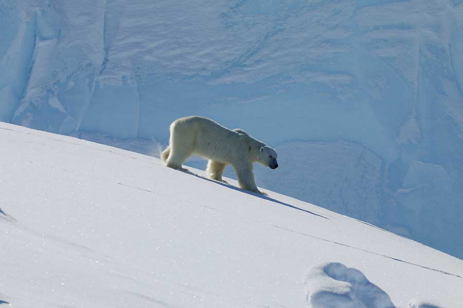 Polar Bear (Ursus maritimus)