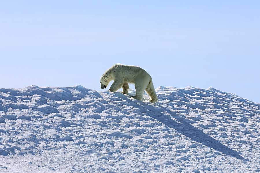 Polar Bear (Ursus maritimus)